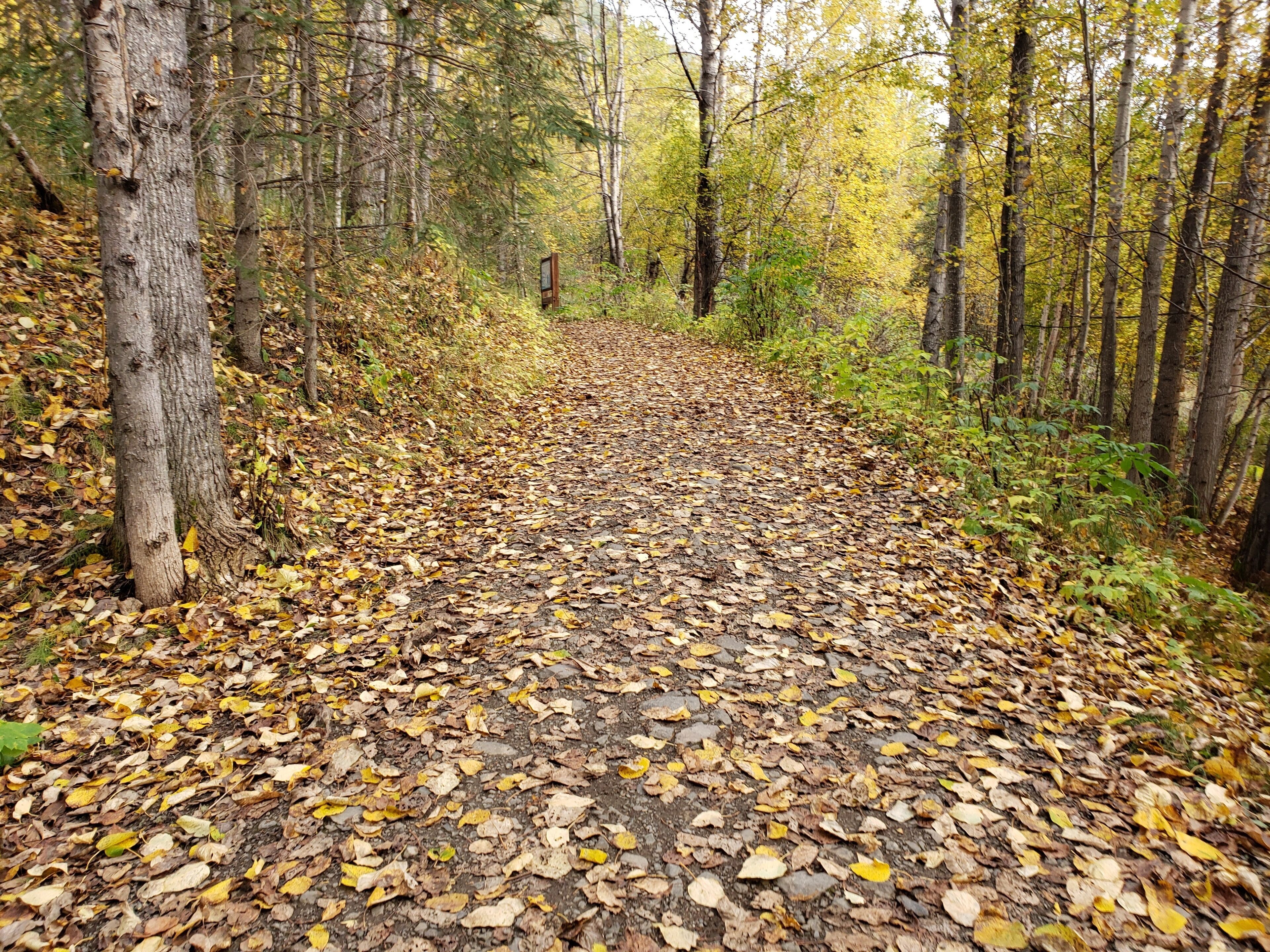 Annual walk with dad.
