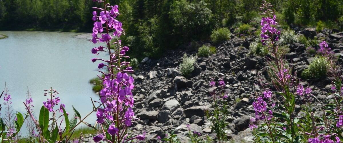 Paesaggio montano con un lago, fiori viola e fitta foresta.
