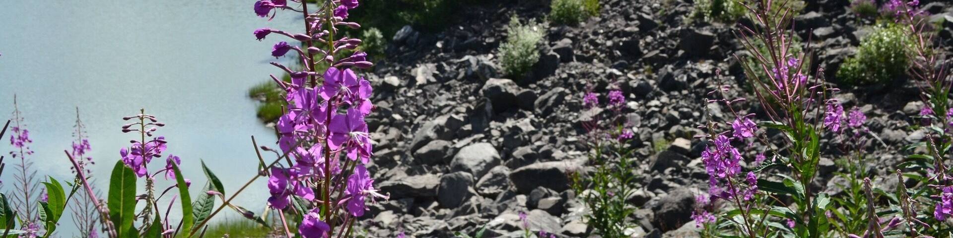 A mountain landscape with a lake, purple flowers, and dense forest.
