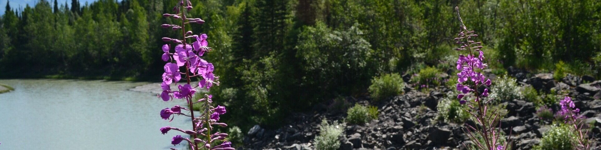 A mountain landscape with a lake, purple flowers, and dense forest.