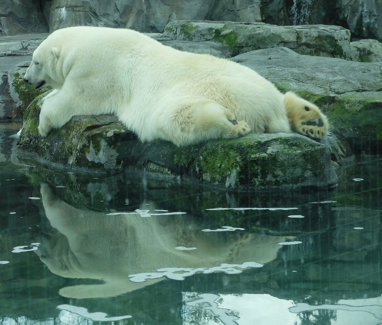 I hate zoos, so depressing to see all of those animals locked up ... but this was my only chance to see a polar bear. $15 admission and if you don't have a car there's a free shuttle that leaves from in front of the Visitor Centre downtown. There's also brown and black bears, snow leopards and much more. 