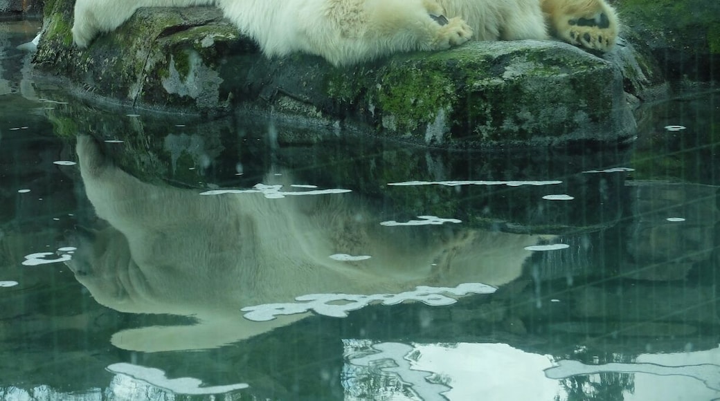 I hate zoos, so depressing to see all of those animals locked up ... but this was my only chance to see a polar bear. $15 admission and if you don't have a car there's a free shuttle that leaves from in front of the Visitor Centre downtown. There's also brown and black bears, snow leopards and much more.