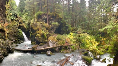 A forested area with a small waterfall, a moss-covered log, and a river.