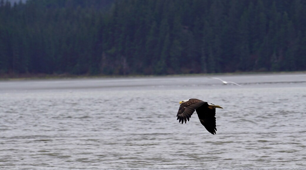 Spring 2019, an eagle hunting fish outside of Anchorage Alaska.