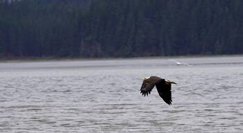 Spring 2019, an eagle hunting fish outside of Anchorage Alaska.