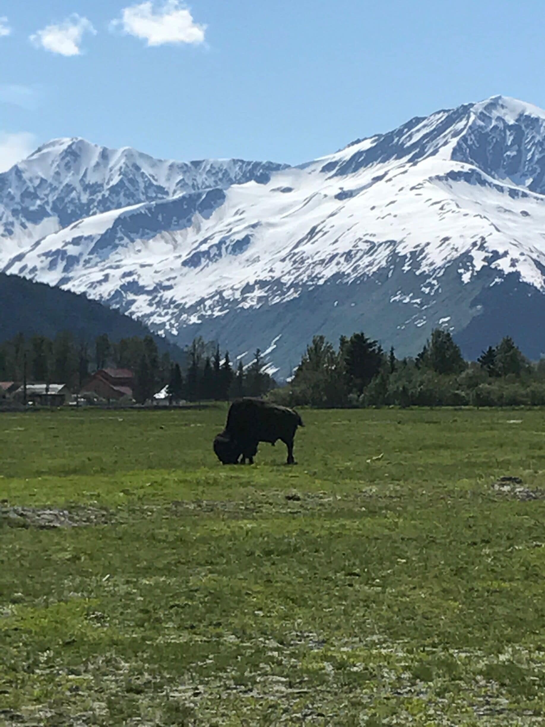 Bison among the animals to be found at the Alaska Wildlife Conservation Center forty five minutes south of Anchorage #lifeatexpedia 