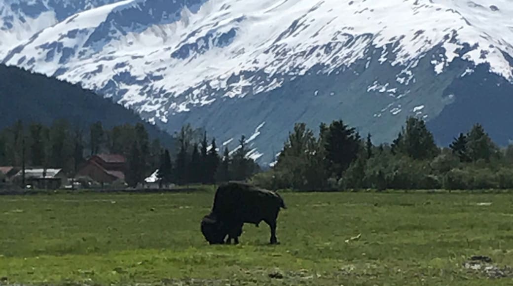 Bison among the animals to be found at the Alaska Wildlife Conservation Center forty five minutes south of Anchorage #lifeatexpedia