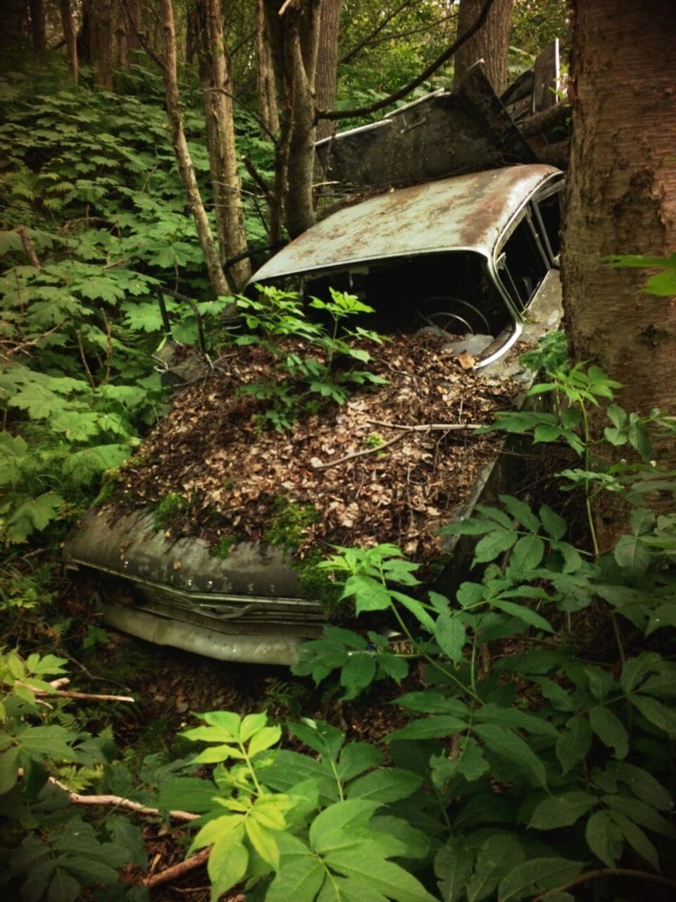 Old car along the bike trails of Kincaid Park.