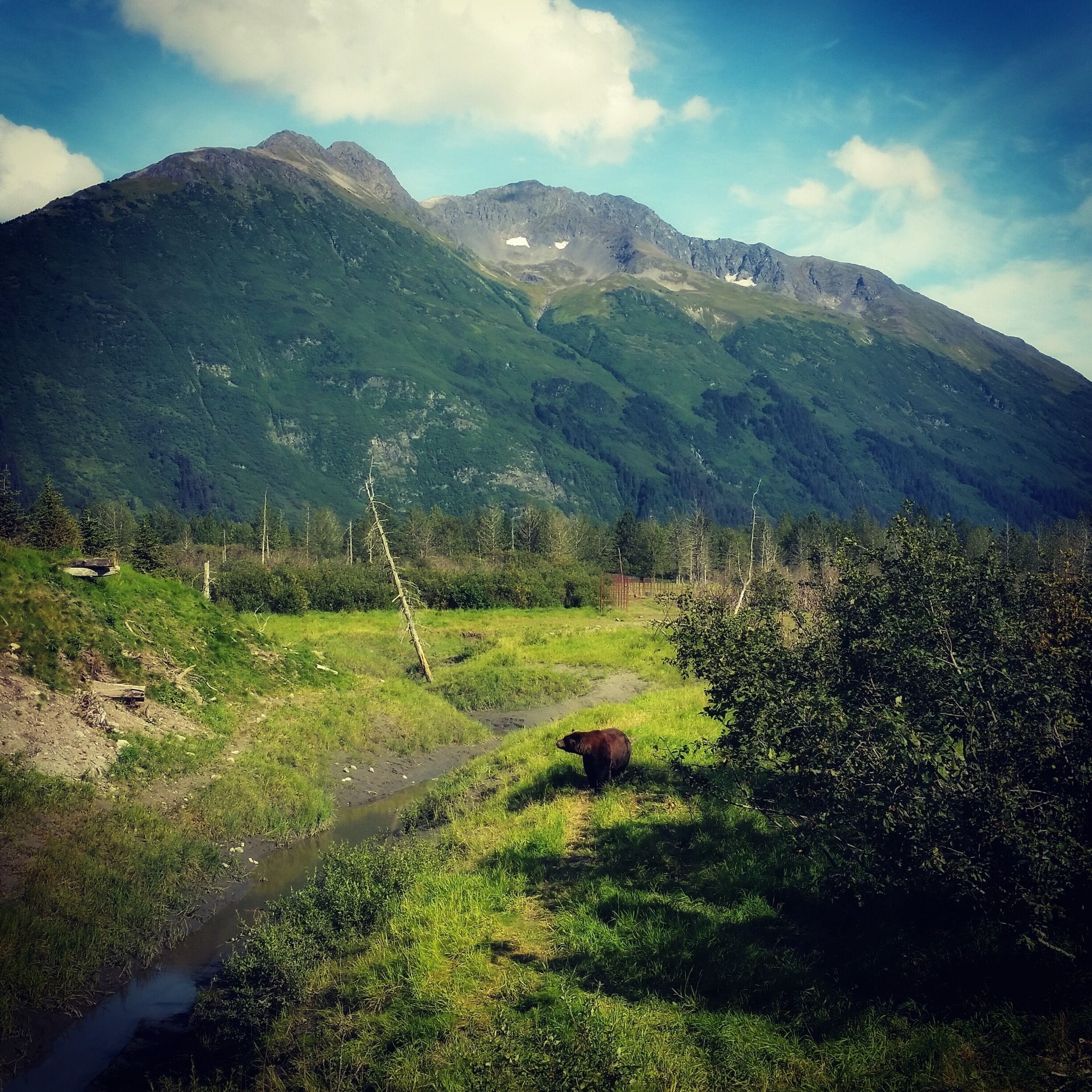 A mountainous landscape with a stream and a bear in the foreground.