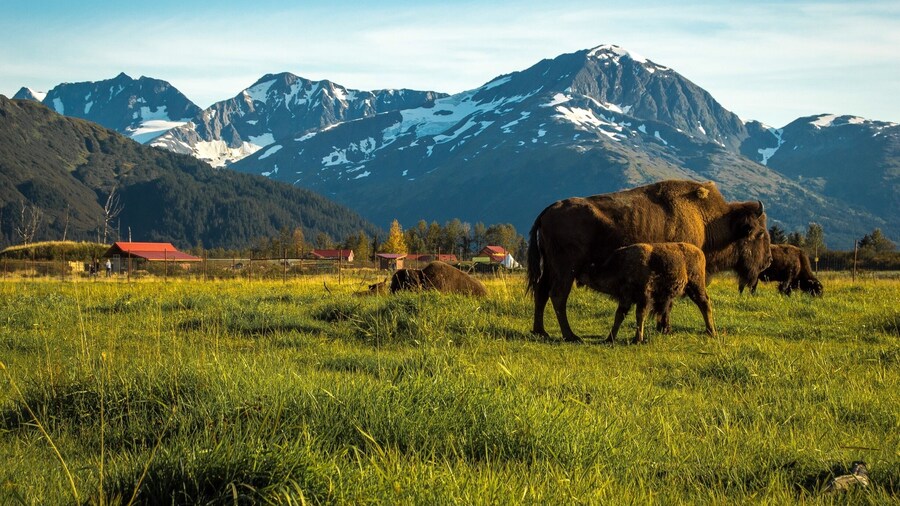 If you're in Alaska, you have to go visit! This place was so breathtaking, and seeing these beautiful animals up close in a safe haven was so peaceful to be around.