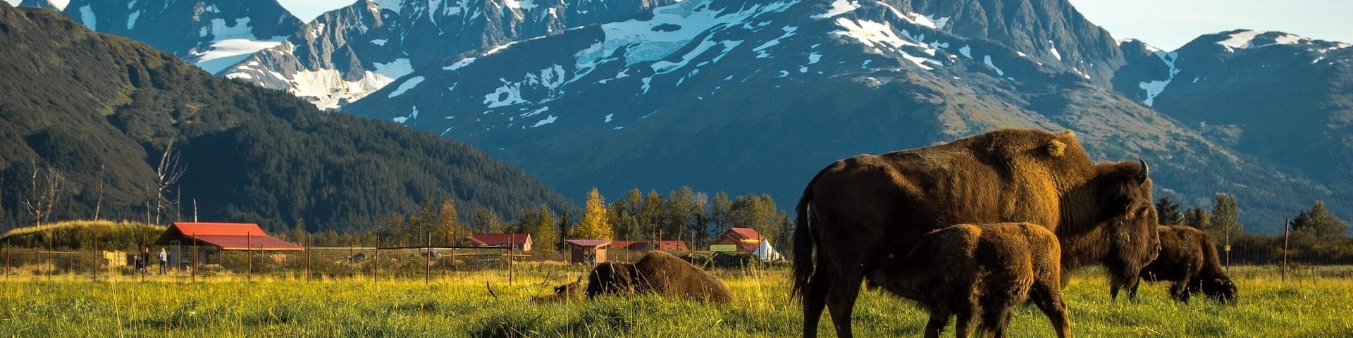 If you're in Alaska, you have to go visit! This place was so breathtaking, and seeing these beautiful animals up close in a safe haven was so peaceful to be around.