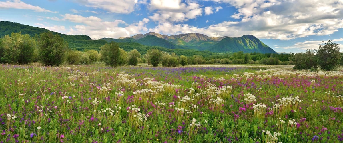 A meadow with wildflowers and mountains in the background.