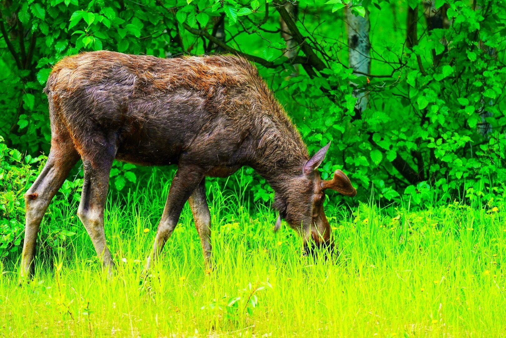 Amazing wildlife in the city