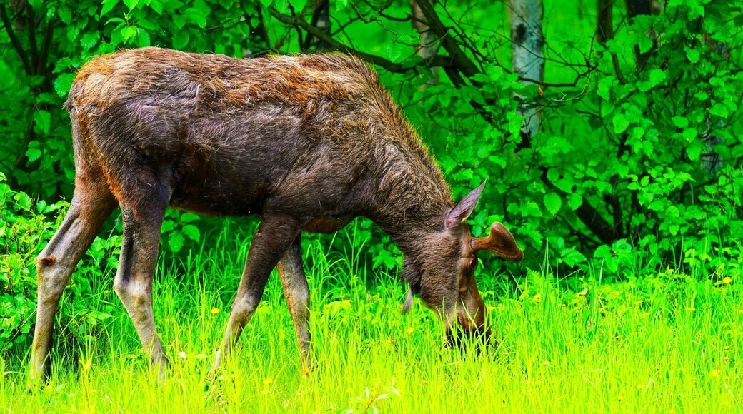 Amazing wildlife in the city