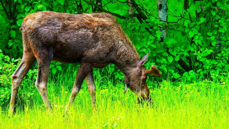 Amazing wildlife in the city