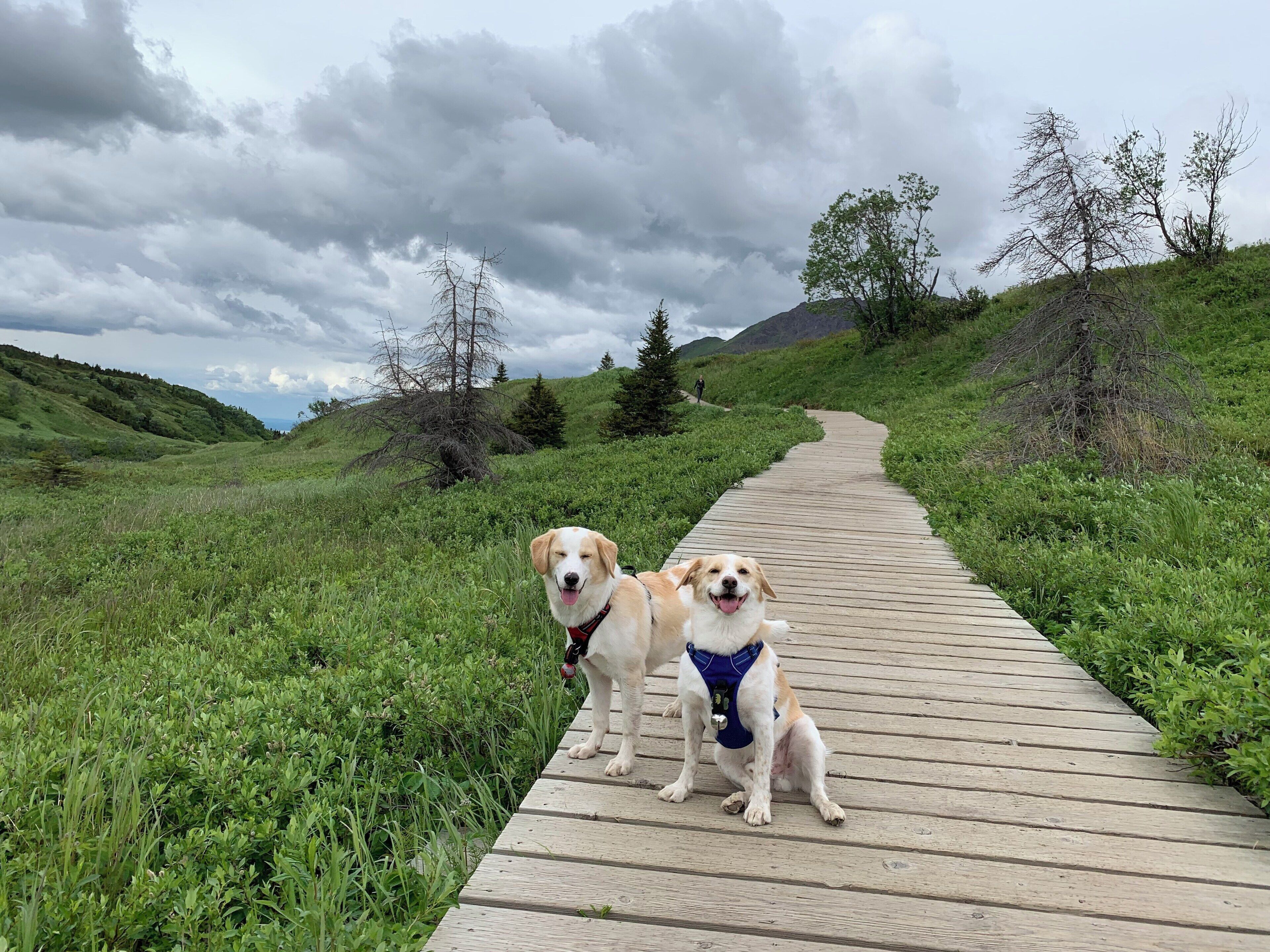 Jackson & Jughead are happy hiking pups! #Adventure