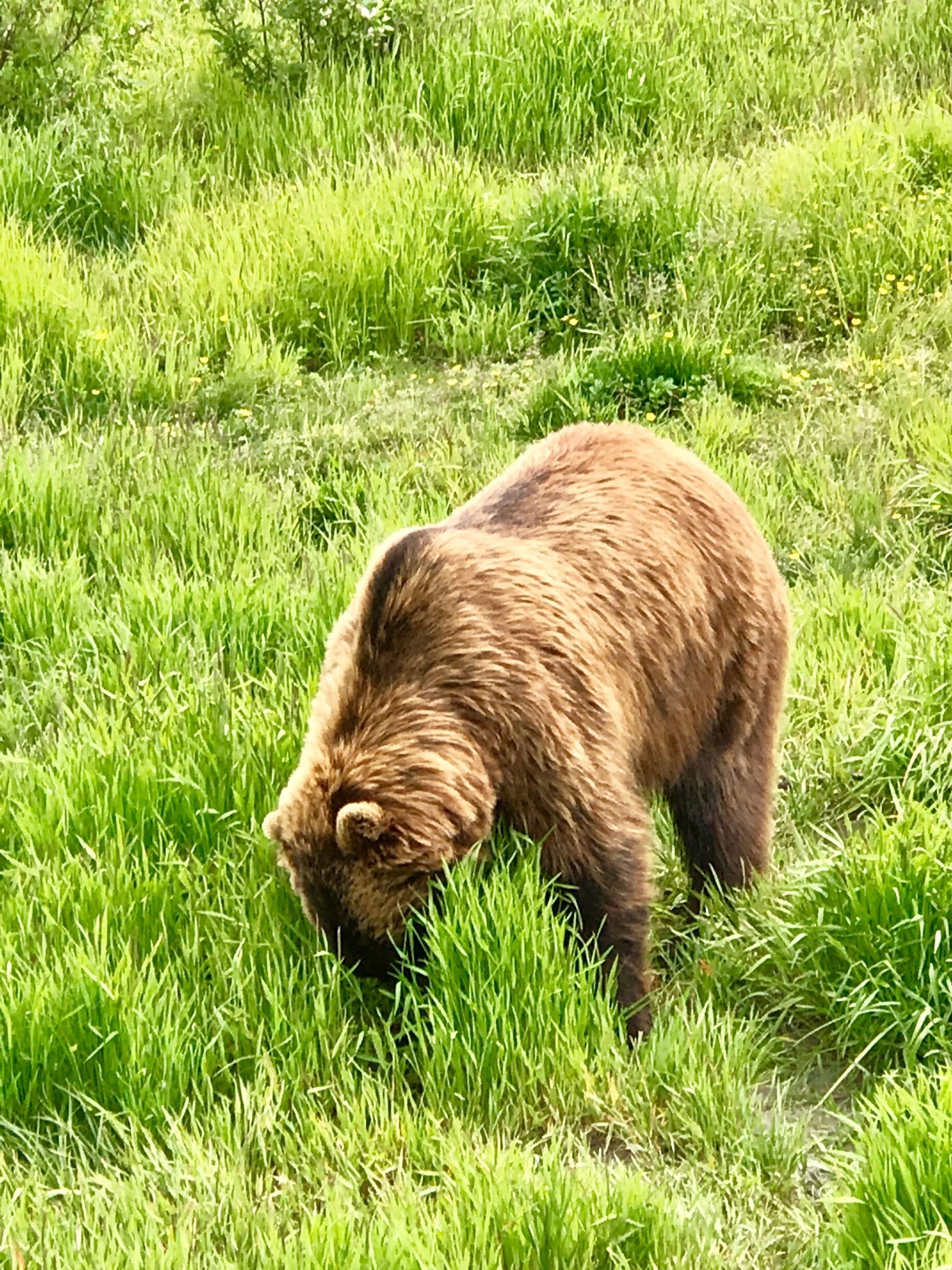 A bear in a grassy field.