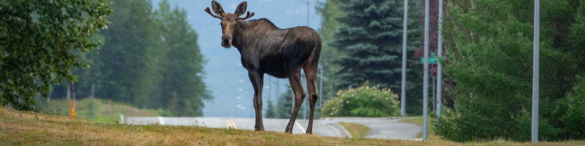 Moose on the loose! Take a hike near the airport in Anchorage and you likely will see a moose or two. Kincaid Park is a true gem.