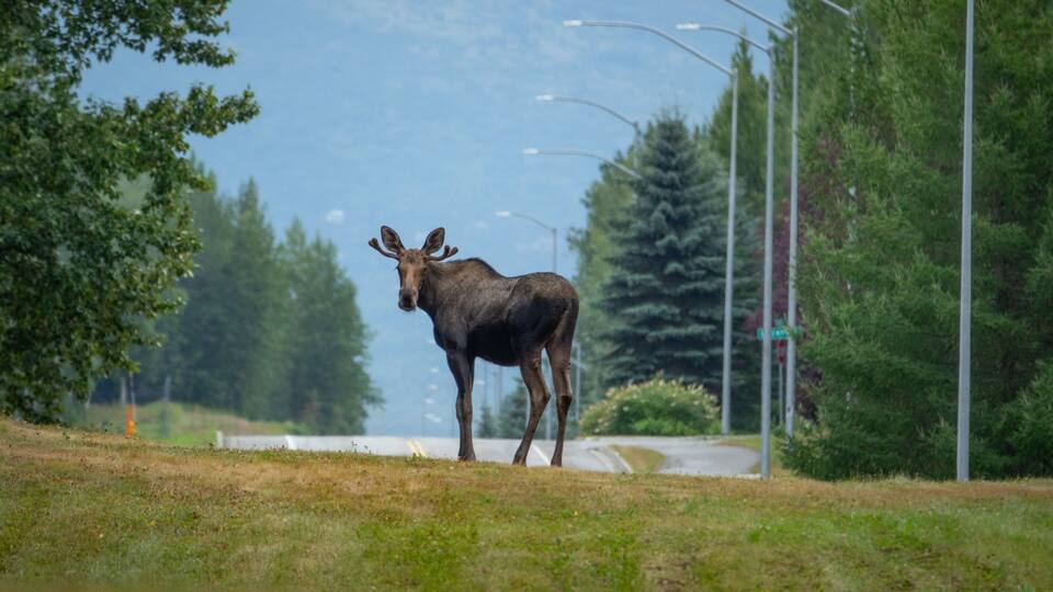 Moose on the loose! Take a hike near the airport in Anchorage and you likely will see a moose or two. Kincaid Park is a true gem.