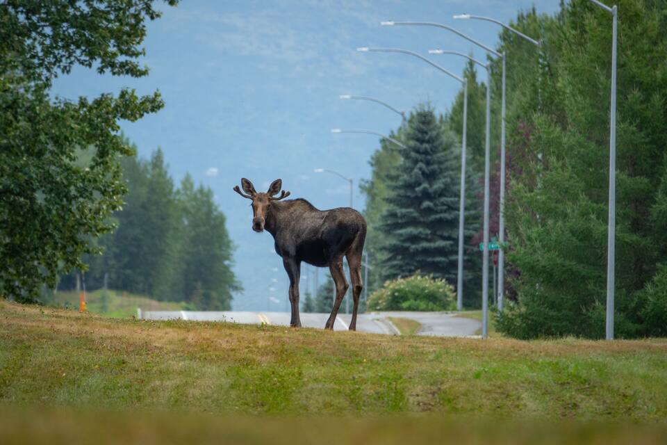Ein Moschusochse steht auf einer Wiese in der Nähe einer Straße, im Hintergrund Bäume und Straßenlaternen.