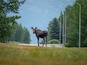 Moose on the loose! Take a hike near the airport in Anchorage and you likely will see a moose or two. Kincaid Park is a true gem.