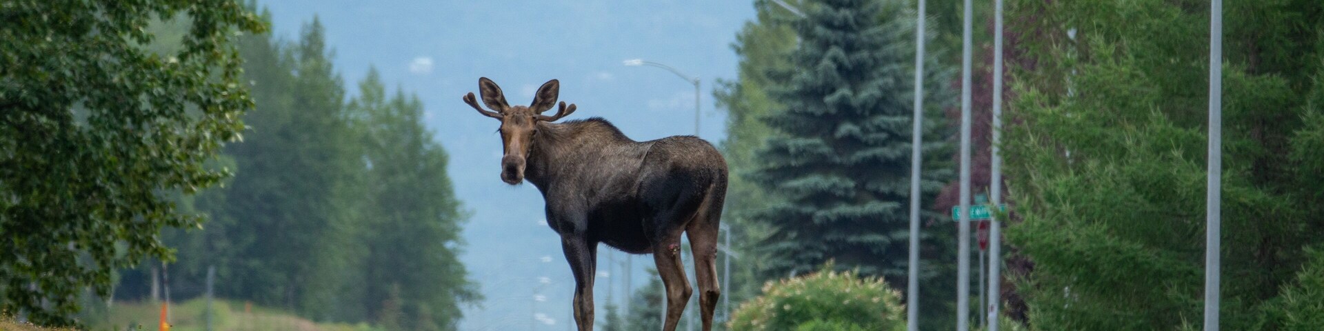 Moose on the loose! Take a hike near the airport in Anchorage and you likely will see a moose or two. Kincaid Park is a true gem.