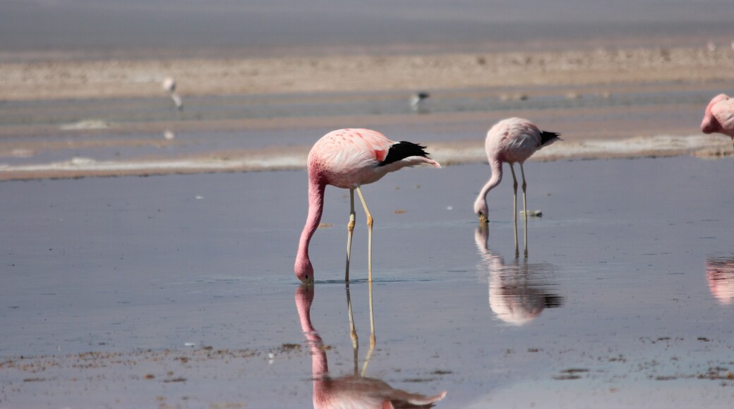 Flamingos in Chile 🇨🇱 #adventure #travel #Chile #nature