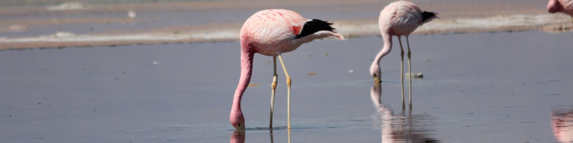 Flamingos in Chile 🇨🇱 #adventure #travel #Chile #nature