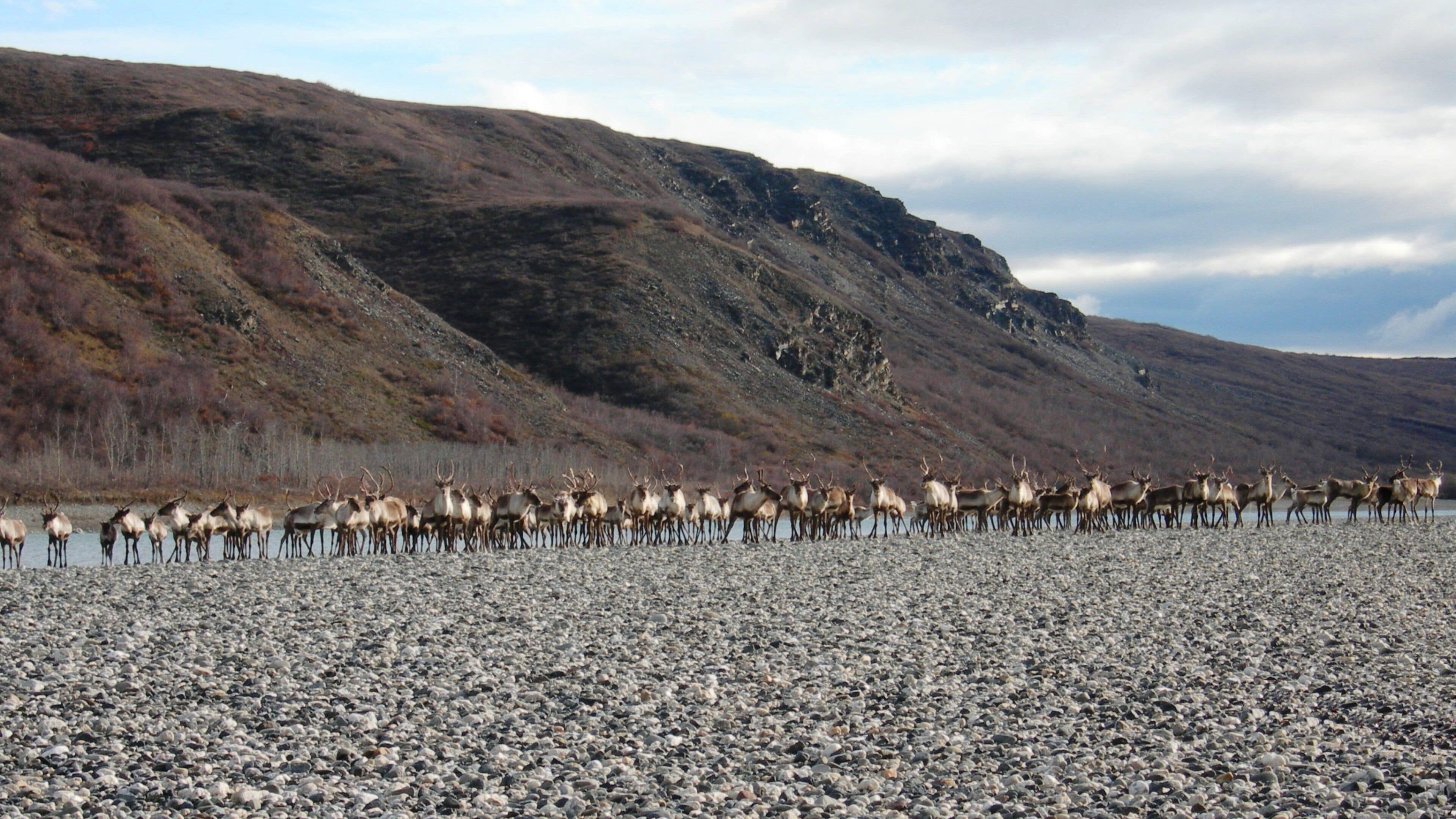 Noatak showing land animals, tranquil scenes and a river or creek