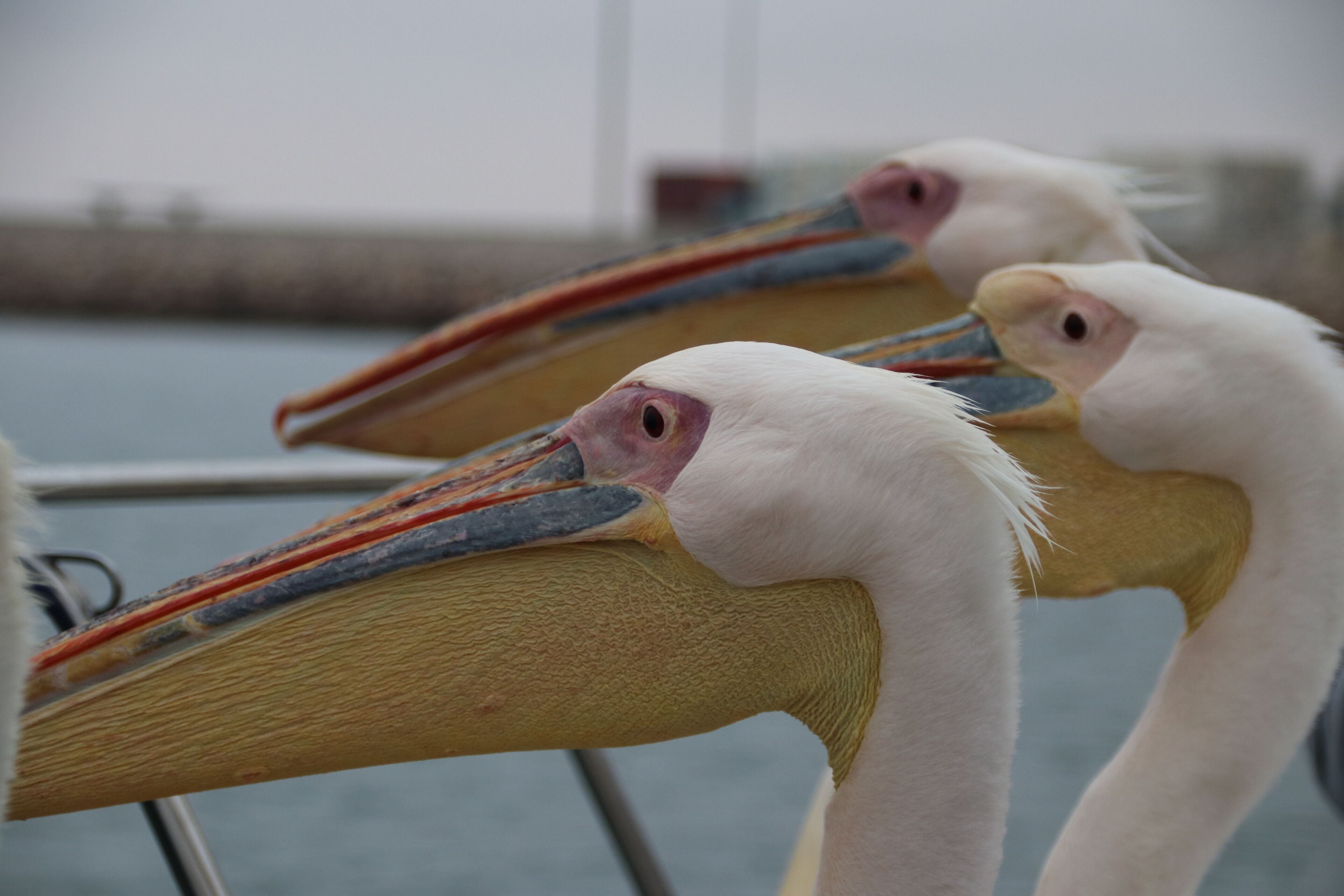 Two large birds with long beaks and white feathers.