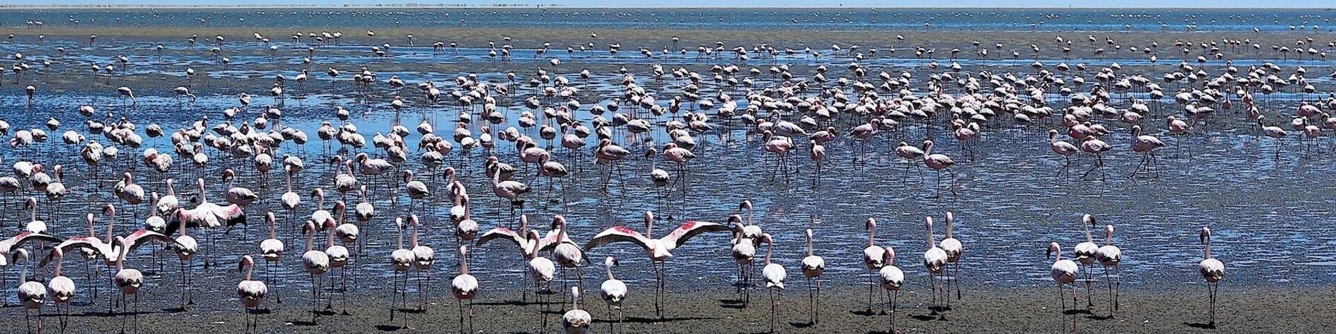 A large flock of flamingos standing in shallow water near a shoreline.