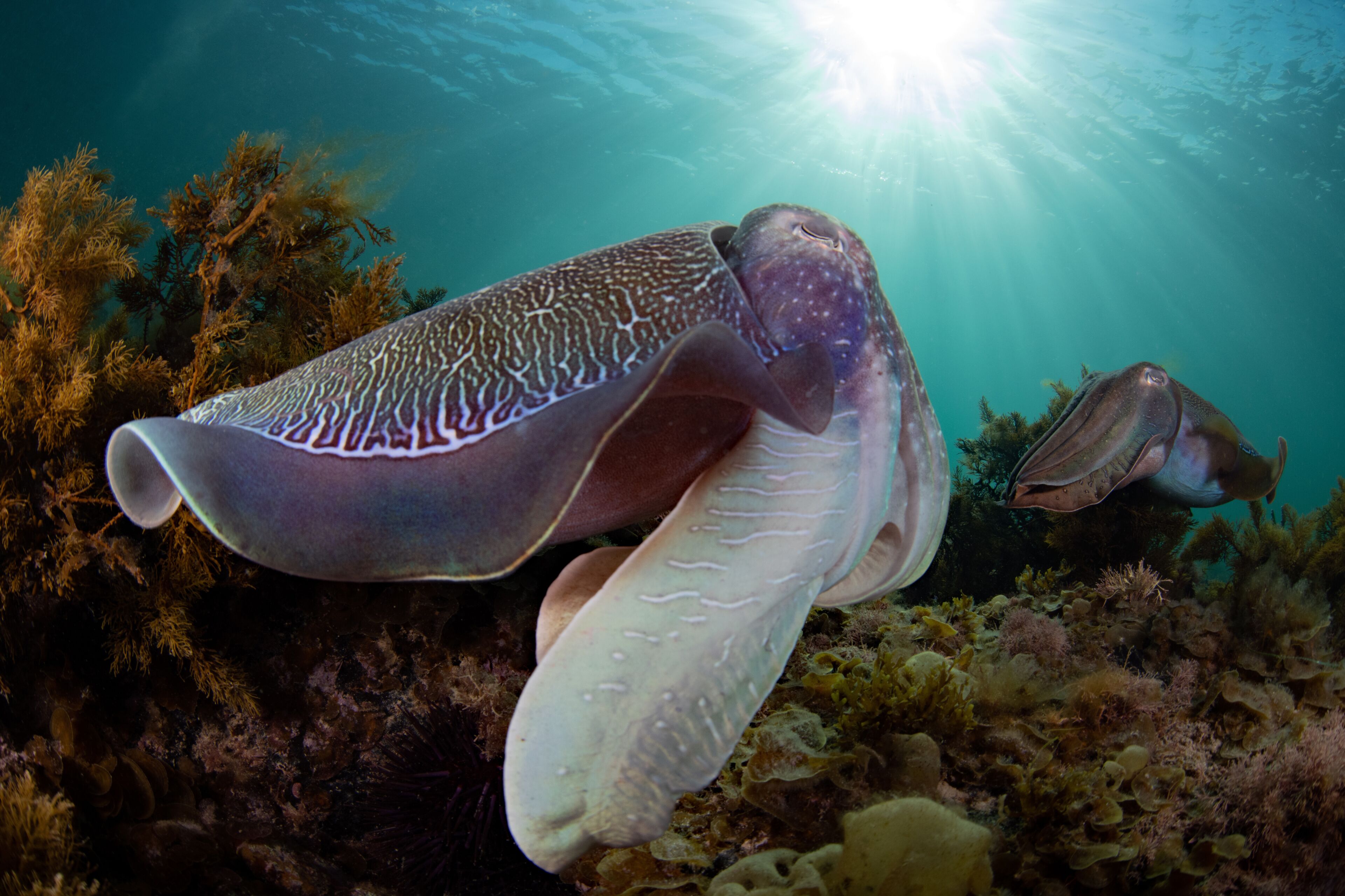 A large marine creature with a patterned body swimming underwater among coral and seaweed.