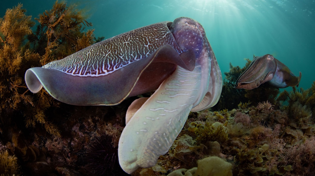 A large marine creature with a patterned body swimming underwater among coral and seaweed.