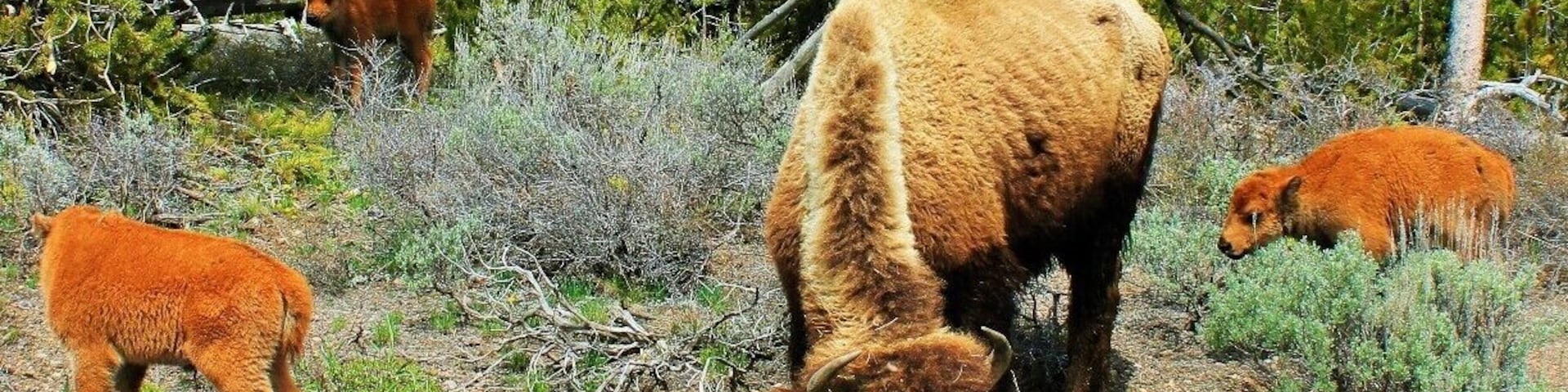 Um rebanho de gado pastando em área arborizada com árvores e arbustos.