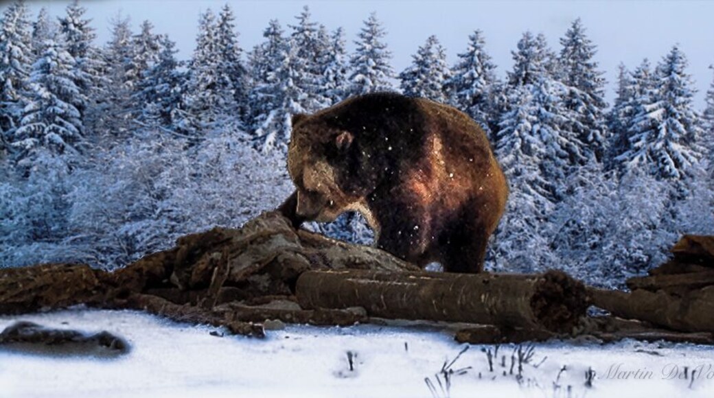 A unique experience in West Yellowstone and a great way to get up close to apex predators. The Grizzly and Wolf Discovery Center was started by Lewis S. Robinson, and opened in 1993 with three bears as the Grizzly Discovery Center. It was intended as a sanctuary for bears that were removed from the wild because they had become too familiar or aggressive with people.