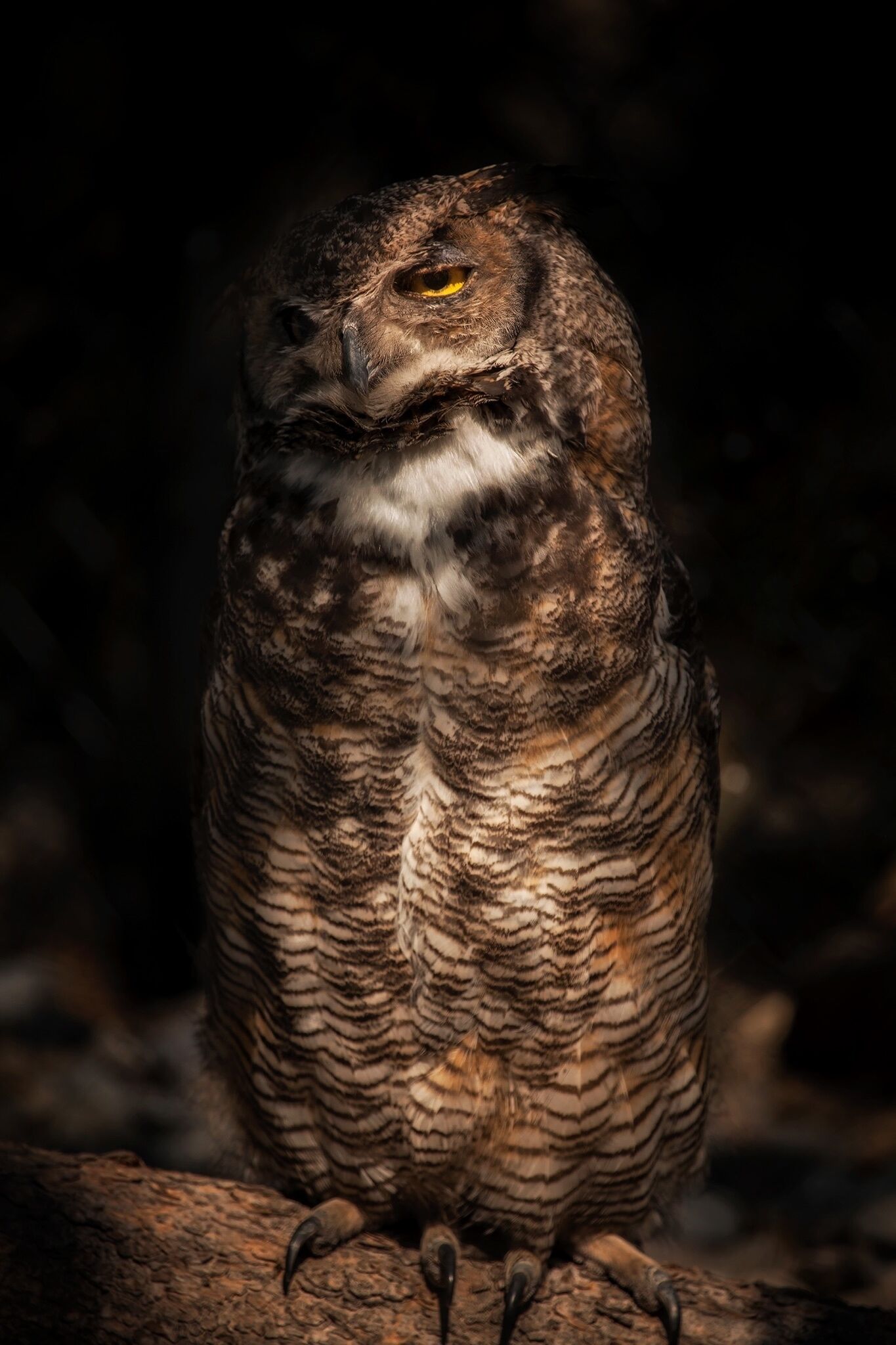 This owl is disinterested. 

Taken at the Grizzly and Wolf Discovery Center, a not for profit shelter for animals that wouldn't survive in the wild or have been injured. If you want to learn more head over to: http://www.grizzlydiscoveryctr.org/

