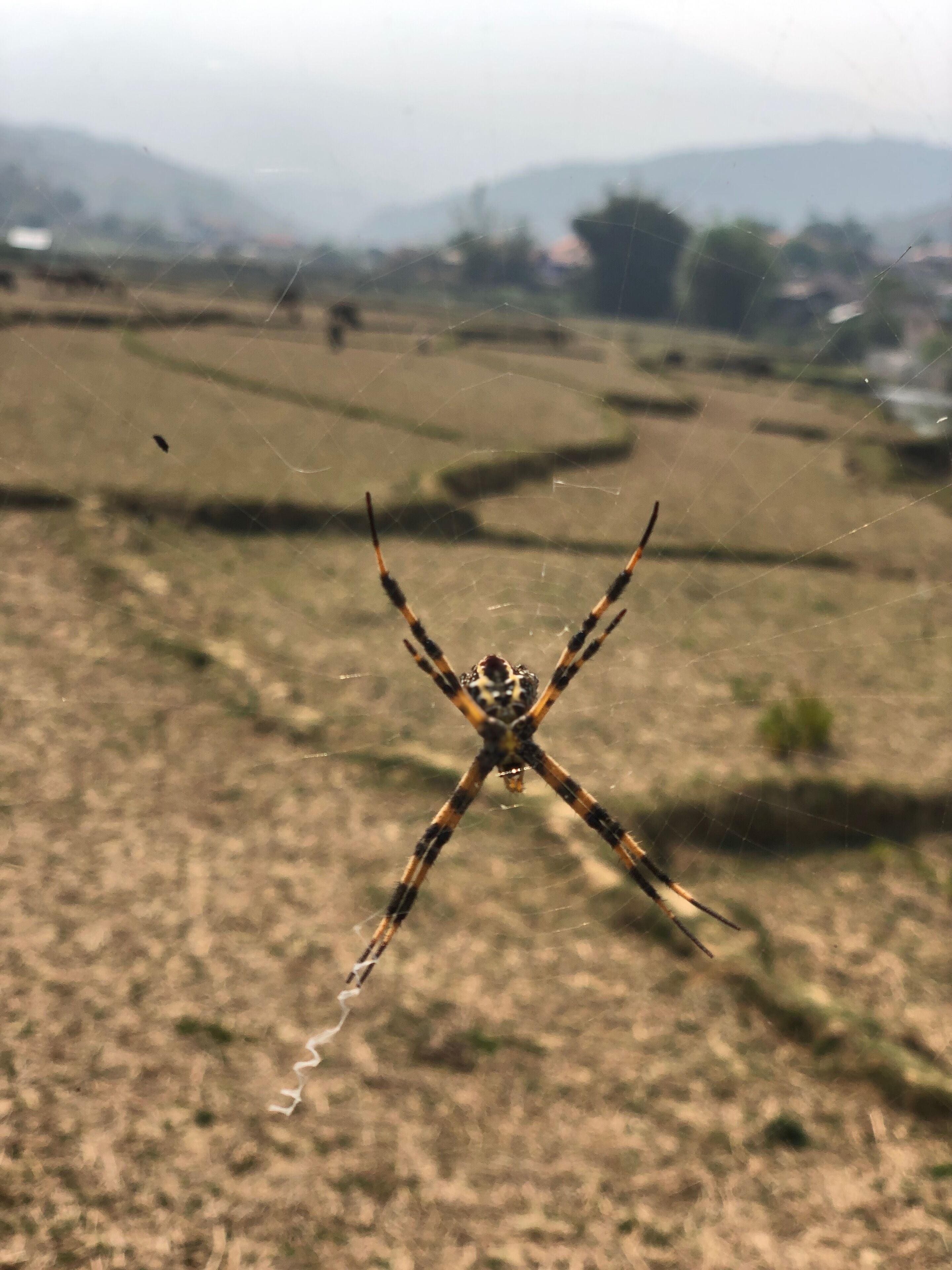 Colourful spider with the padi field background 