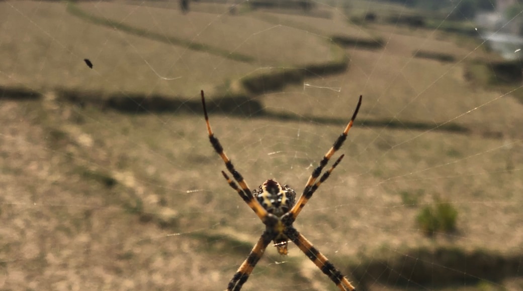 Colourful spider with the padi field background