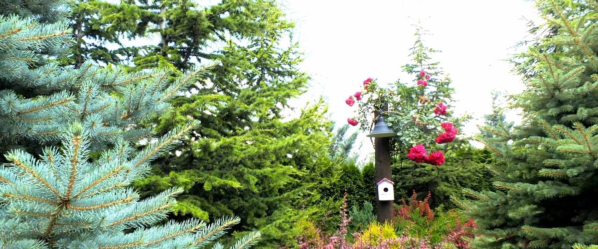 A garden with coniferous trees, a birdhouse, and blooming flowers.