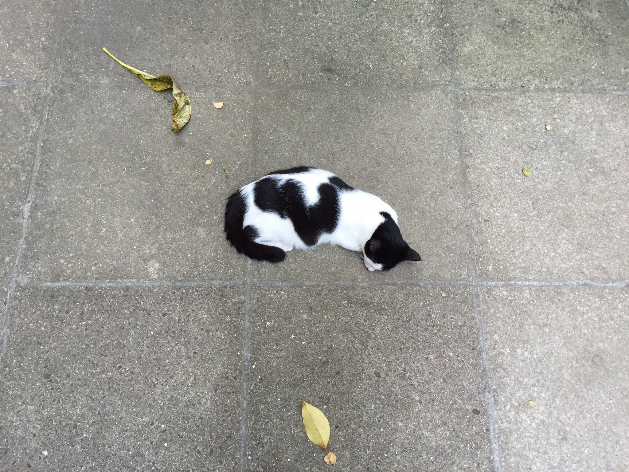 That morning I came to the gardens to have breakfast.While waiting for my breakfast I saw her lying there serenely,as the leaves next to her.🍃