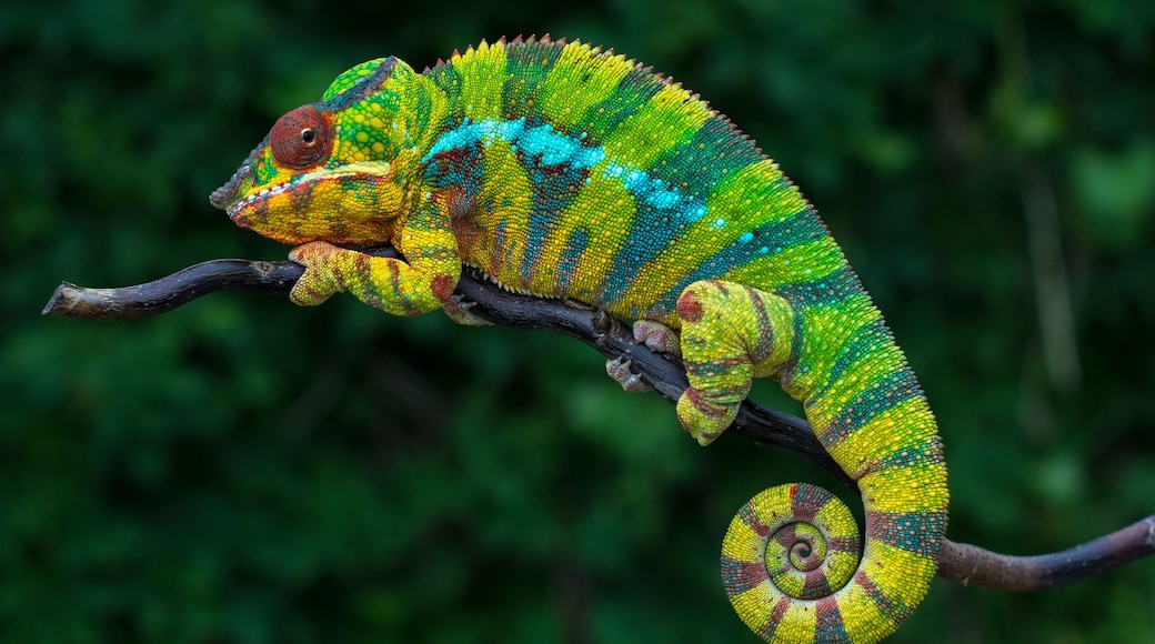Panther chameleon Furcifer pardalis Ambilobe 2 years old endemic from madagascar