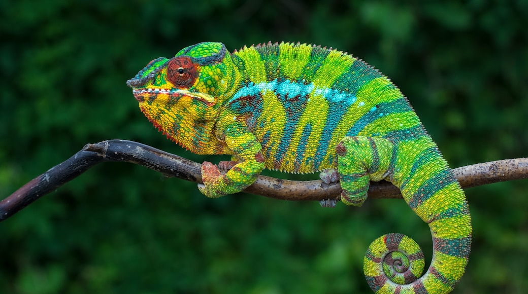 Panther chameleon Furcifer pardalis Ambilobe 2 years old endemic from madagascar