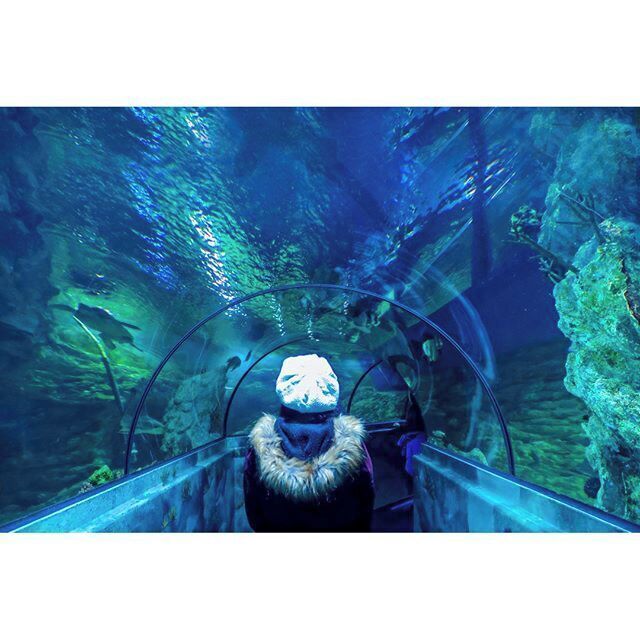 Wondering how life might be under the sea... 
- - -
Visited a water zoo today called as #Aquatopia in Antwerp. I haven't been to the sea for a while now, so you bet that I'm looking forward to when winter is over and when my 2016 travels begin! #AileenInBelgium #Antwerp #aquarium #water