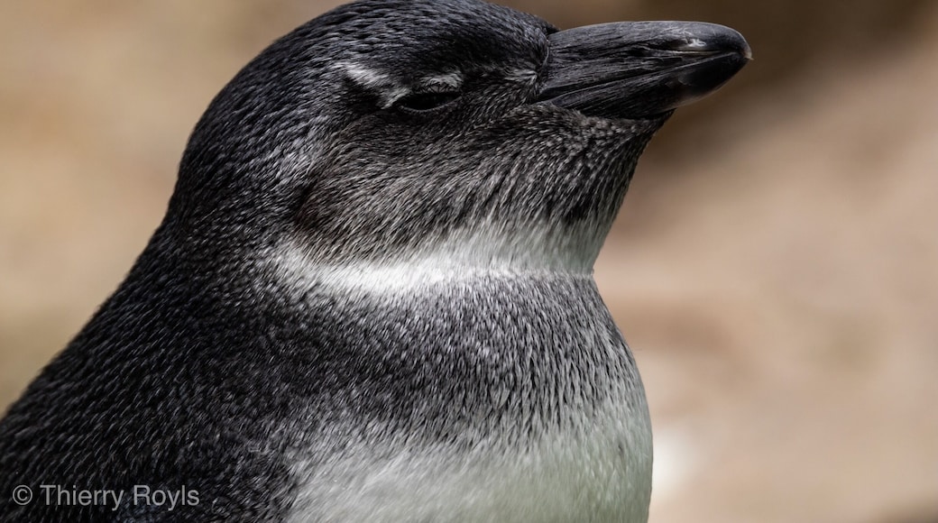 Reasonnable sized zoo, the zoo of Antwerpen is for photographer a nice place to shoot animals that they will maybe never have the chance to see them life.