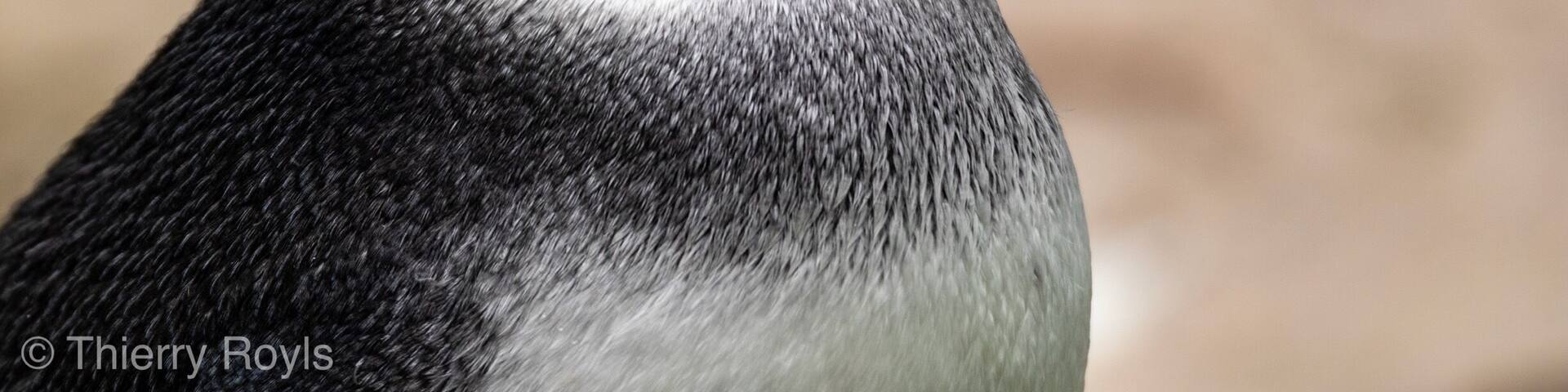 Reasonnable sized zoo, the zoo of Antwerpen is for photographer a nice place to shoot animals that they will maybe never have the chance to see them life.