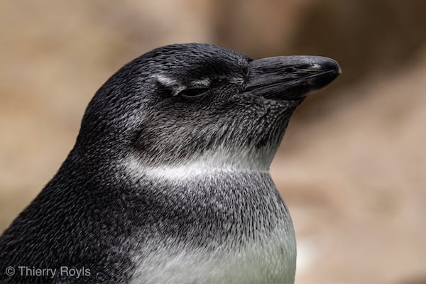 Reasonnable sized zoo, the zoo of Antwerpen is for photographer a nice place to shoot animals that they will maybe never have the chance to see them life.