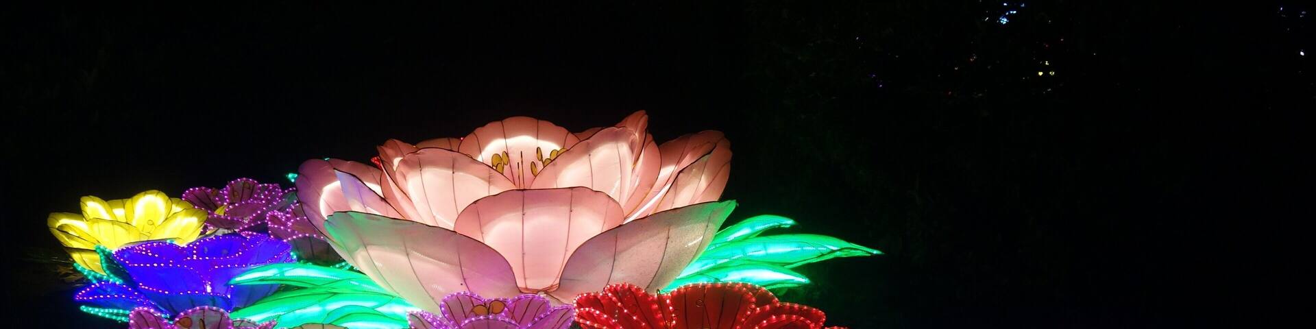 Illuminated lotus flowers against a dark background.