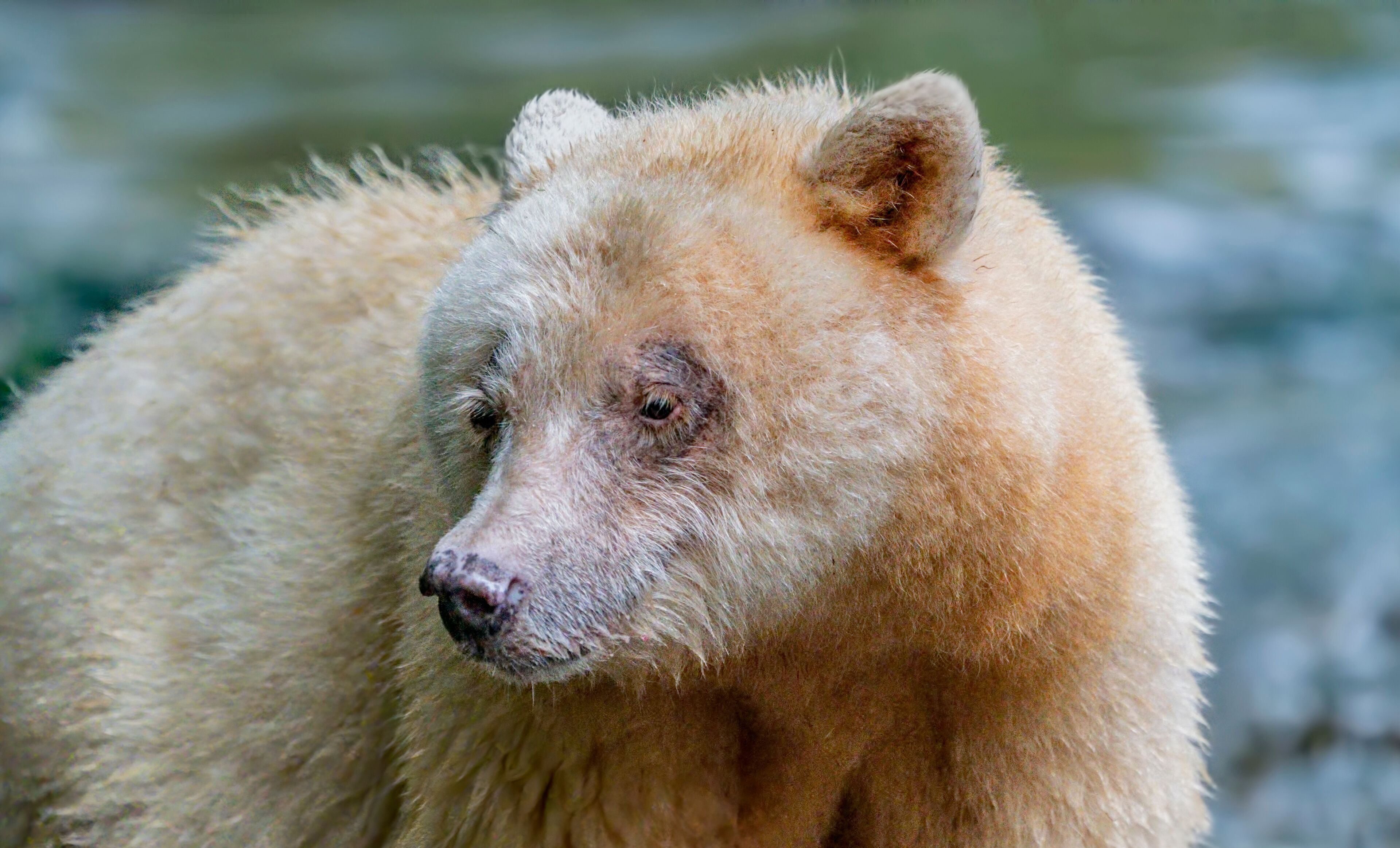 Spirit Bear Ma-ah Up Close - A well known Spirit Bear, Ma-ah is on the lookout for salmon. Qwa'a Creek, Great Bear Rainforest, Hartly Bay, British Columbia, Canada.
