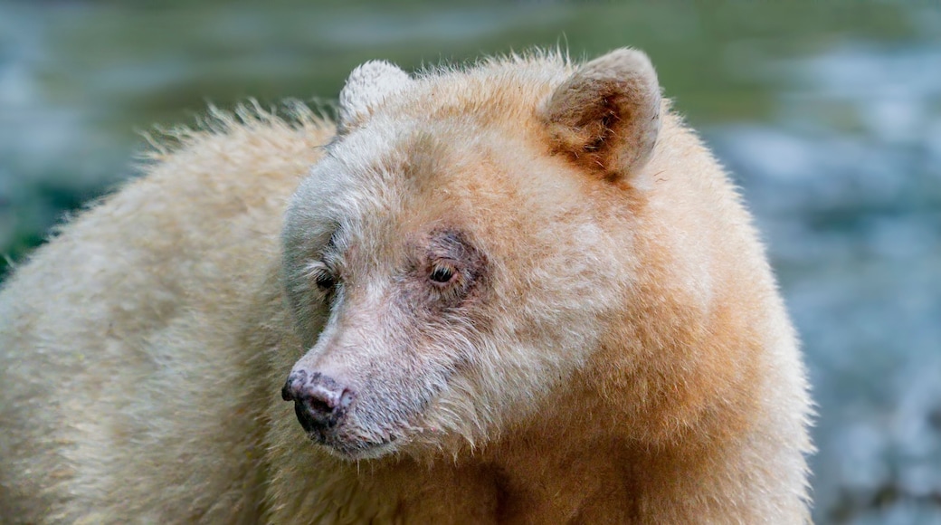 Spirit Bear Ma-ah Up Close - A well known Spirit Bear, Ma-ah is on the lookout for salmon. Qwa'a Creek, Great Bear Rainforest, Hartly Bay, British Columbia, Canada.