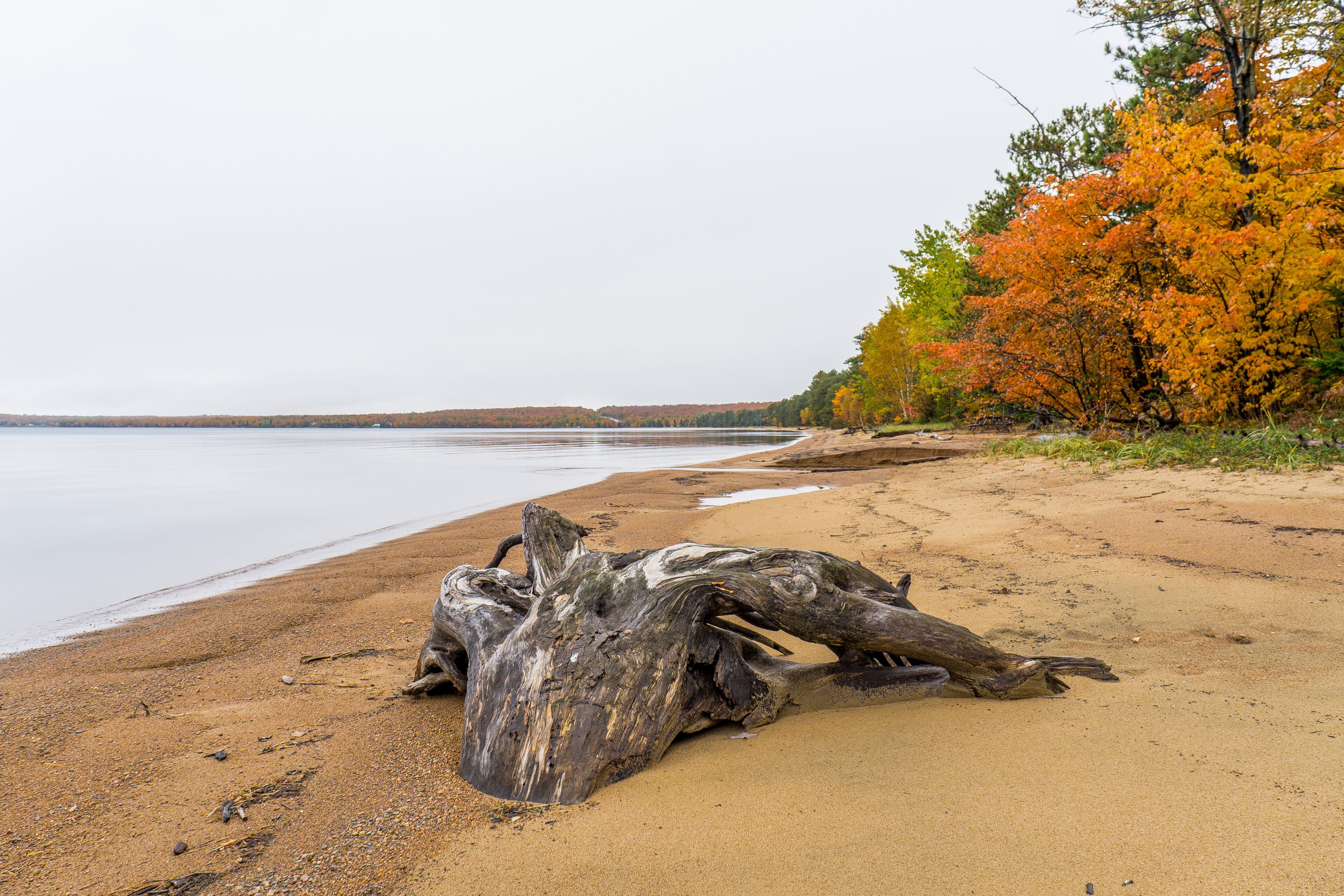 Un árbol grande caído sobre una playa arenosa con un lago tranquilo y árboles de colores otoñales al fondo.